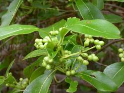 Image: D. Glenny © Landcare Research 2014 